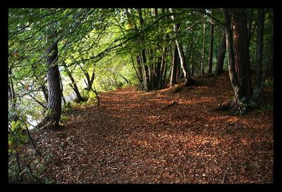 carpet made of leafes