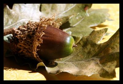 bell end or  acorn