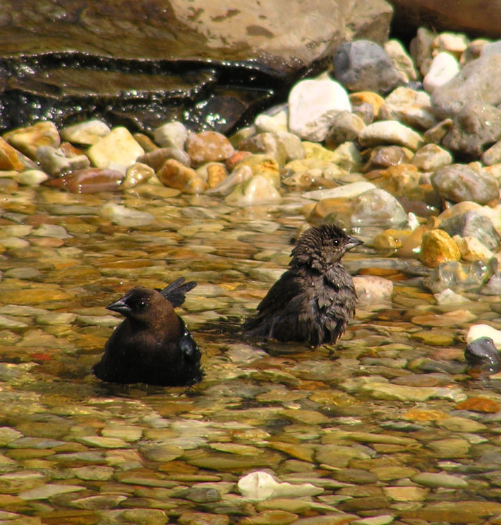 04-22-05 bhcowbirds bathing.jpg