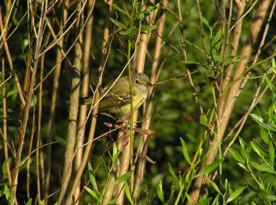 08-16-04 Immature White-Eyed Vireo.jpg