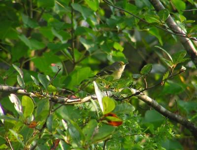 09-02-04 White Eyed Vireo.jpg