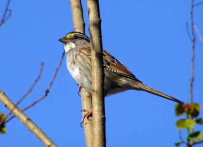 white_throated