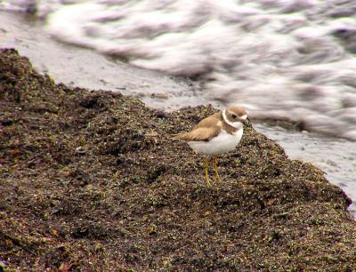 11-13-04 Semi-palmated Plover.jpg