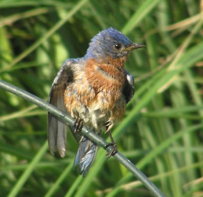 06-08-05 male bluebird1.jpg