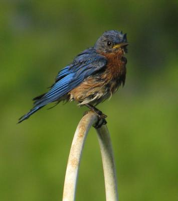 06-08-05 male bluebird2.jpg