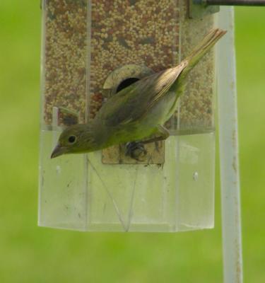 06-09-05 painted bunting female1.jpg
