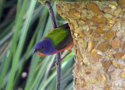 06-09-05 painted bunting male.jpg