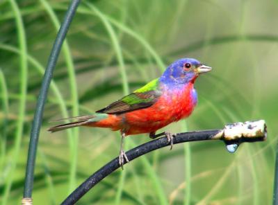 06-09-05 painted bunting male2.jpg