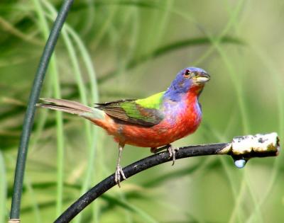 06-09-06 male painted bunting1.jpg