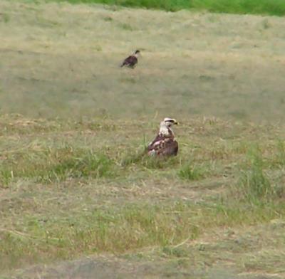 06-10-05 swainson lifer2.jpg
