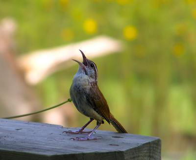 carolina_wren