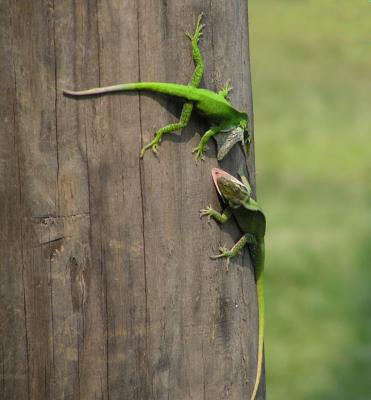 06-24-05 anole fight1.jpg