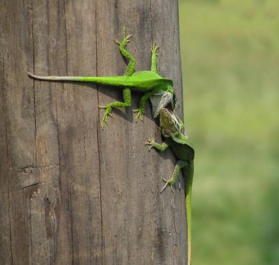 06-24-05 anole fight2.jpg