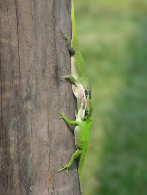 06-24-05 anole fight3.jpg