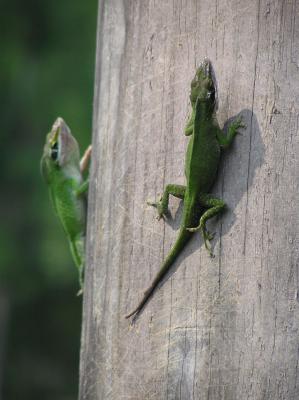 06-24-05 anole fight4.jpg