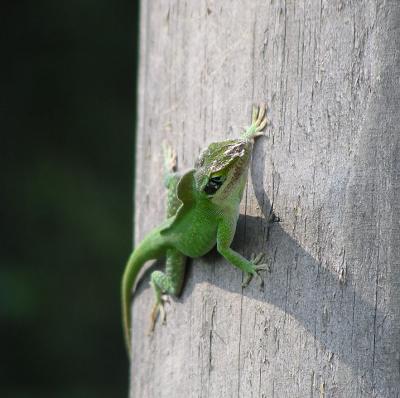 06-24-05 anole fight5.jpg