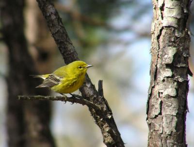 01-11-04 pine warbler male2.jpg