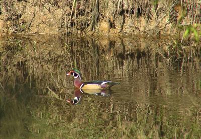 woodduck