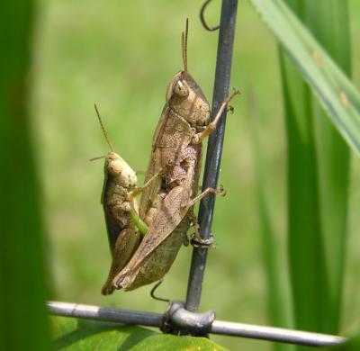 06-23-05 mating grasshoppers.jpg