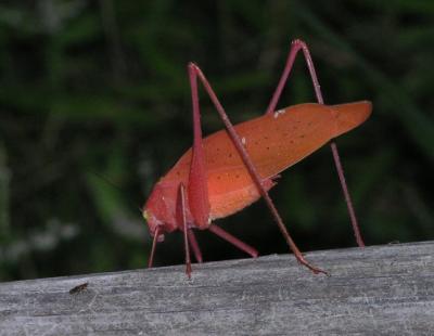 06-12-04 red katydid1.jpg