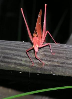06-12-04 red katydid2.jpg