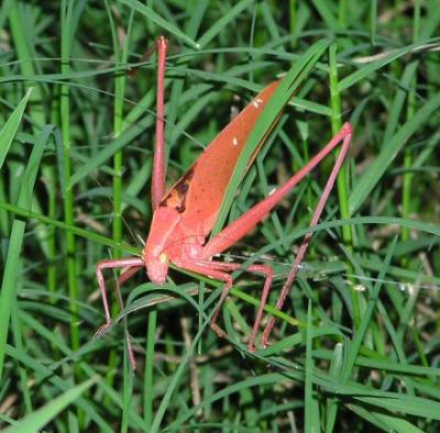 06-12-04 red katydid3.jpg