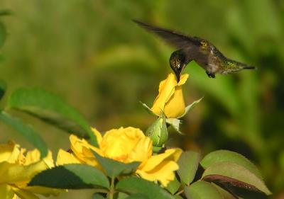 08-16-05 hummer rose2.jpg