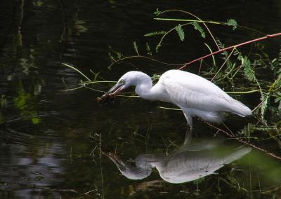little_blue_heron