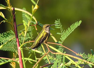 09-27-05 hummer perched1.jpg