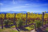 Yarra Valley Vineyards #2