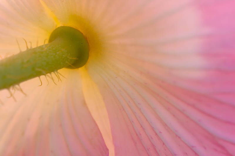 color - macro/closeup 14