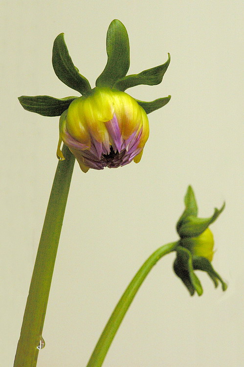 6/10/05 - Dahlias