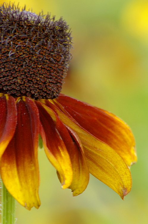 7/4/05 - Wildflower Meadow