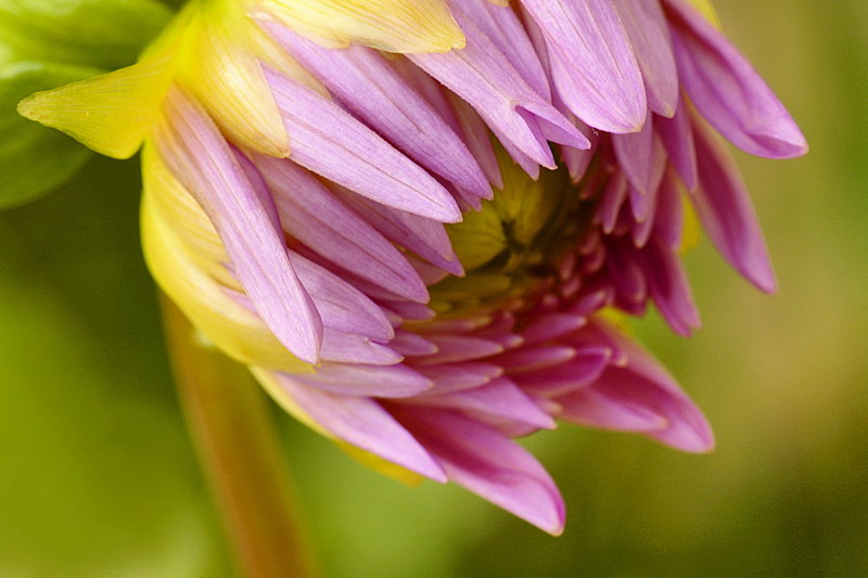7/4/05 - Dahlia