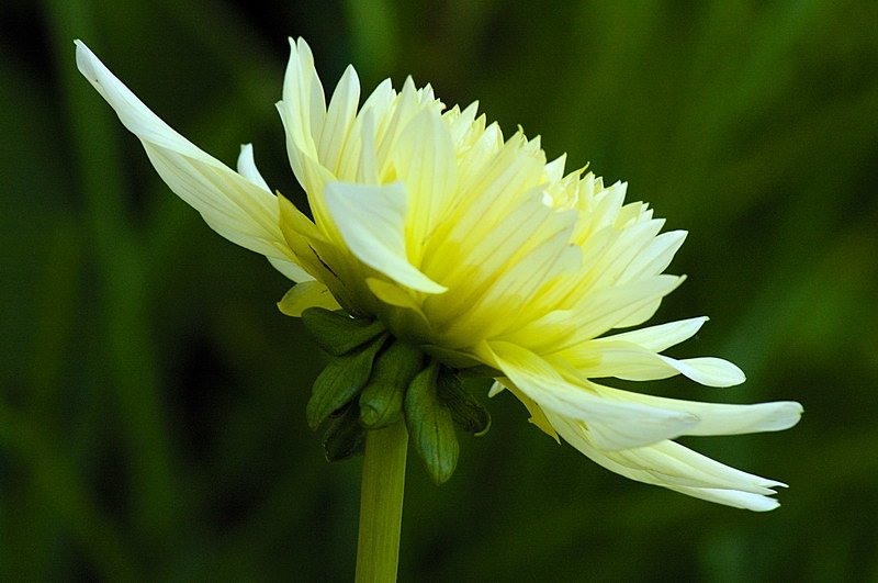 7/10/05 - Dahlia