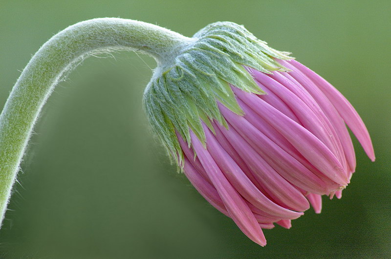 7/10/05 - Gerbera Daisy