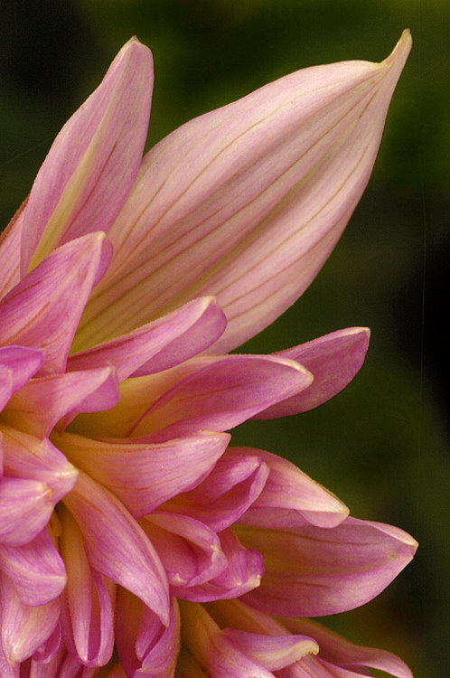 color - macro/closeup 11