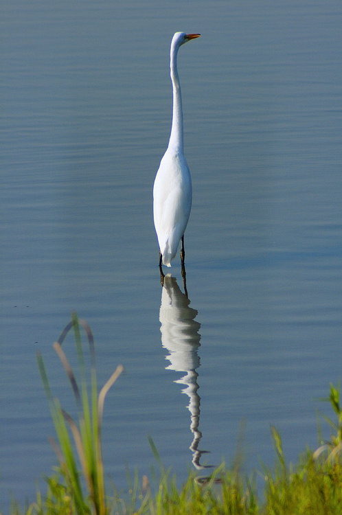 8/3/05 - Great Egret