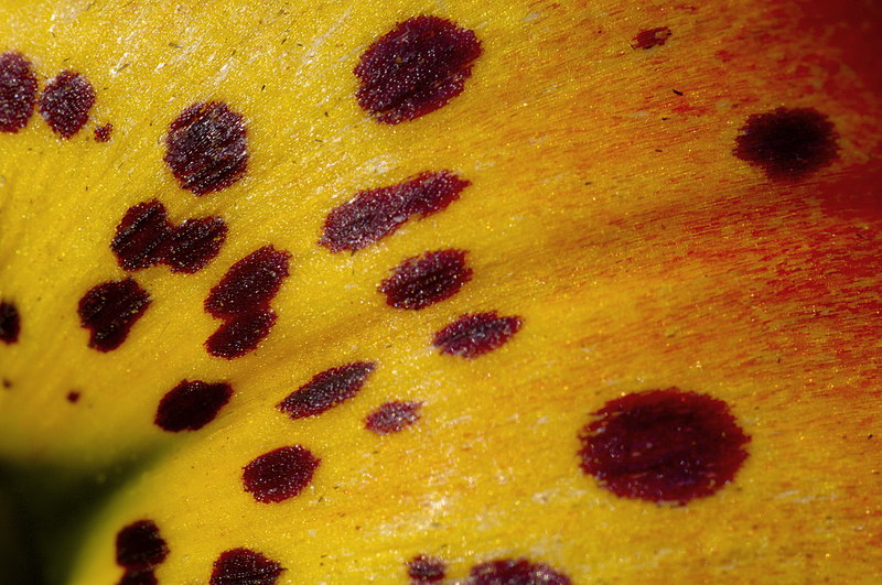 8/5/05 - Turks-Cap Lily Macro