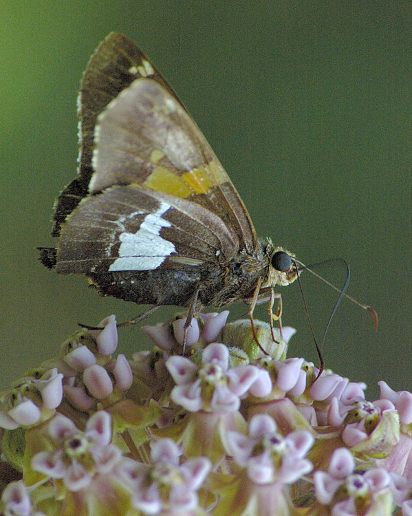 8/5/05 - Skipper on MilkWeed
