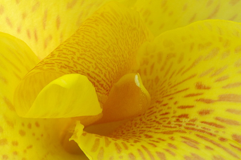 8/13/05 - Cana Lily