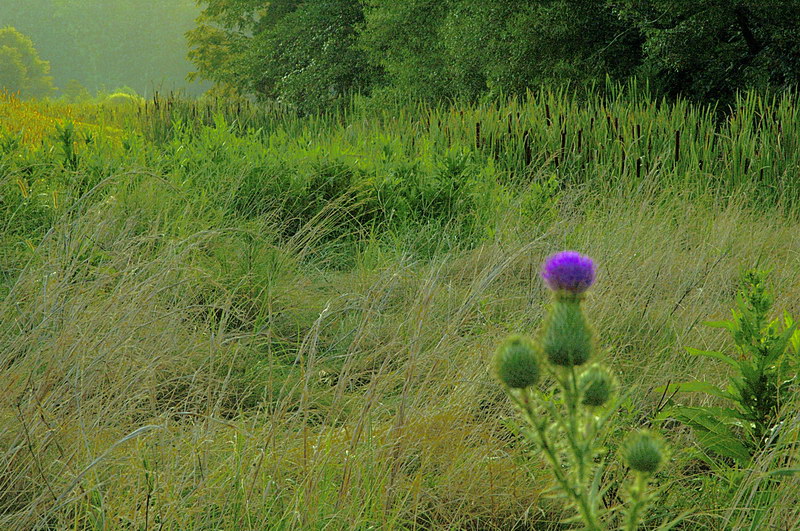 8/15/05 - Down in the Wetlands