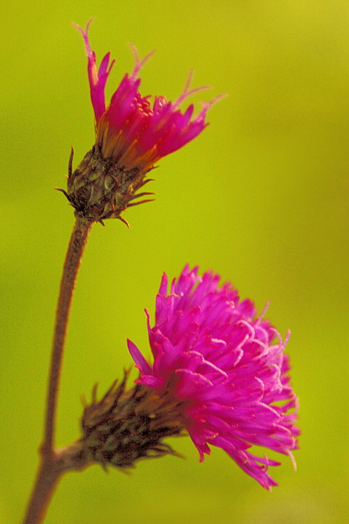 8/15/05 - New York Ironweed