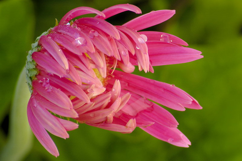 8/17/05 - Gerbra Daisy