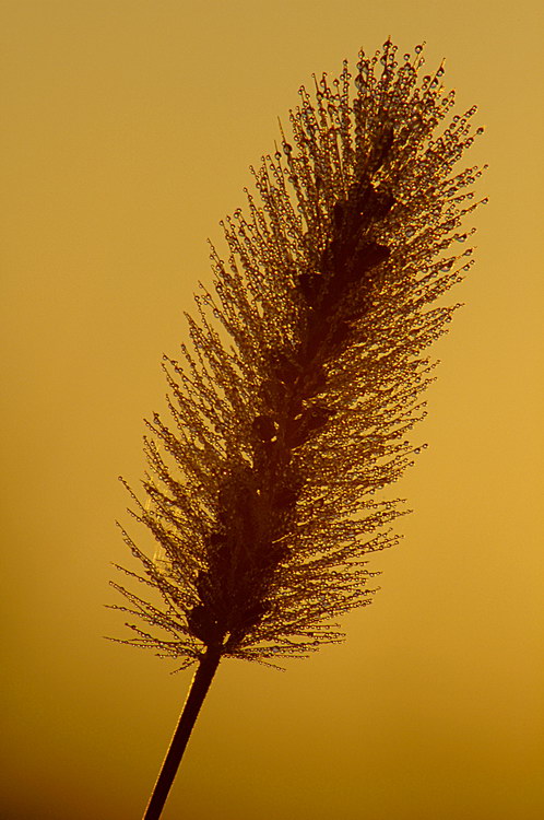 8/18/05 - Sunrise Silhouette