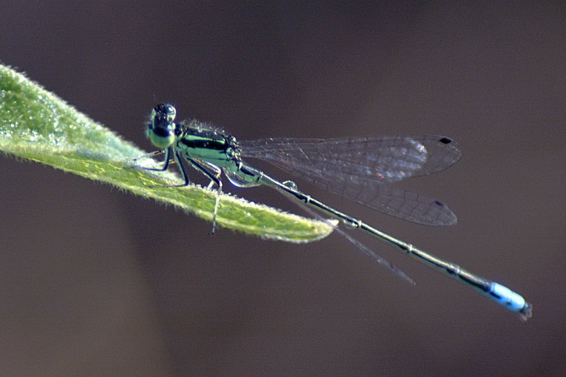 9/2/05 - Damselfly