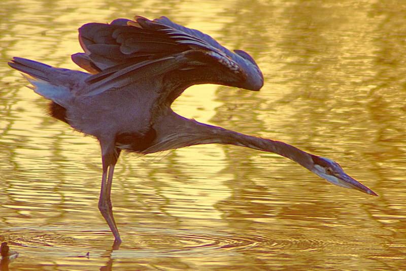 9/2/05 - Great Blue Heron at Sunrise