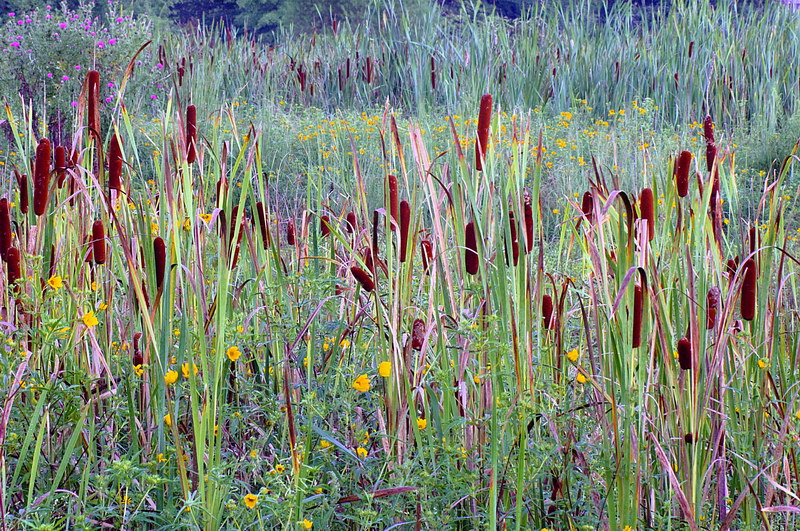 9/3/05 - Wetlands