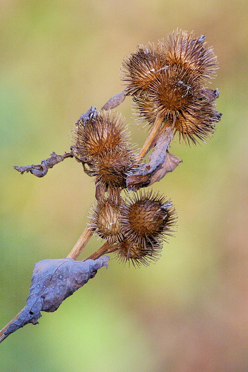 9/3/05 - Spent Common Burdock