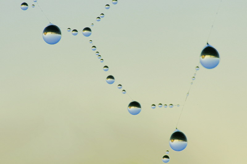 9/7/05 - Pearls